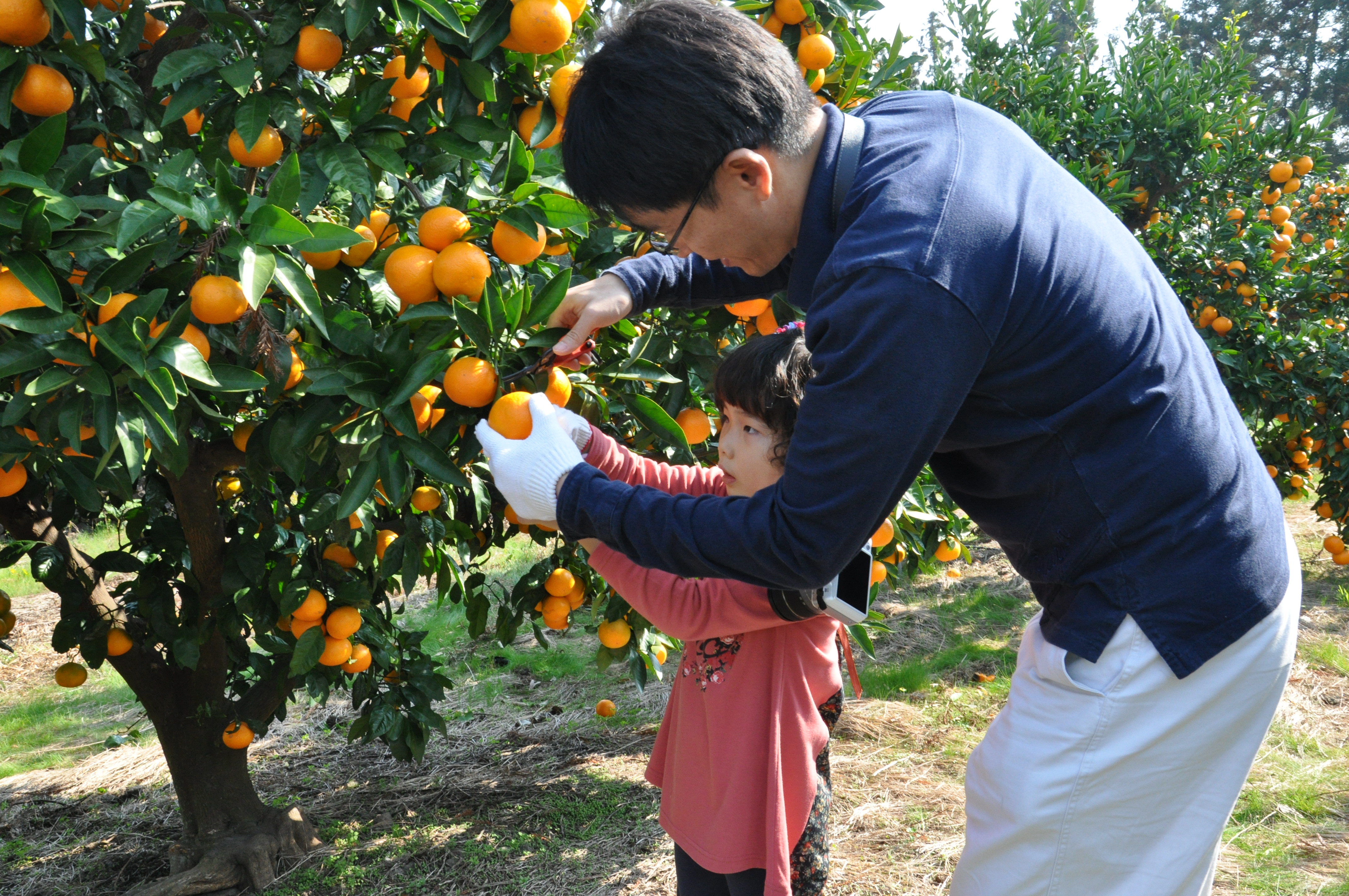 감귤따기 체험 현장